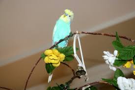 Rıdvan dilmen'in kuşu ahah saçlara bak. Sivas Ta Pkk Ya Beddua Eden Muhabbet Kusu