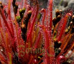 Image result for Nesaea linearis