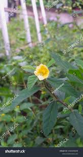 Image result for Sida chrysantha