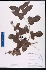 Image result for Smilax  tamnoides