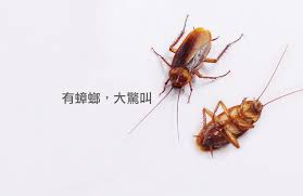 Look up in linguee suggest as a translation of 蟑螂 æ¶æ»è'èæ¹æ³ è'èé²æ²» é é²è'è ééè²å®³é²æ§