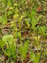Image result for Ypsilopus liae
