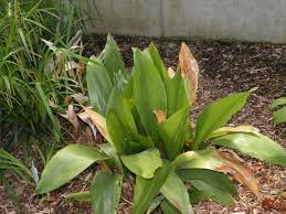 Image result for Kořenokvětka Aspidistra