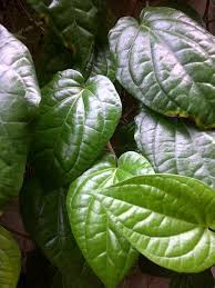 Khasiatnya efektif untuk mengobati mimisan. Manfaat Daun Sirih Yang Membuat Nikmat Swami Kompasiana Com