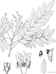 Image result for Cnestis