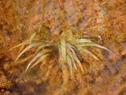 Image result for Blyxa hexandra