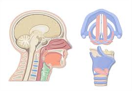 Also, check out get body smart. General Anatomy Of The Larynx Larynx Anatomy