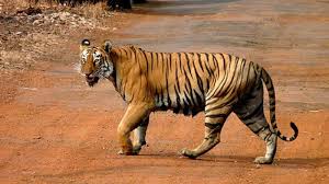 These big cats are solitary and have their own territory. Roads Pose A Roadblock To Tiger Conservation In South And Southeast Asia Research Matters