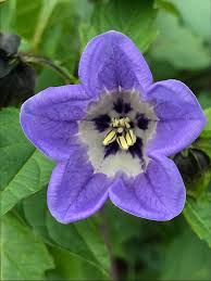 Image result for Nicandra physalodes