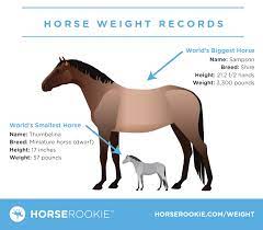 The size of horses varies by breed, but also is influenced by nutrition. How Much Does A Horse Weigh Fun Facts Calculator Faqs