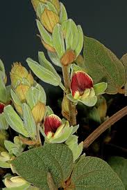 Image result for Rhynchosia tricuspidata