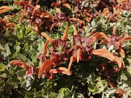 Image result for Cyperus mapanioides