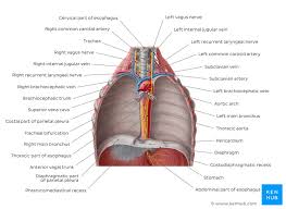 We think this is the most useful anatomy picture that you need. Anatomy Chest Wall Anatomy Drawing Diagram