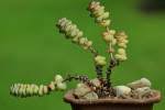 Image result for Crassula morrumbalensis