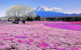 Maybe you would like to learn more about one of these? Pink Flower Field And Mount Fuji Wallpaper Nature Wallpapers 31118