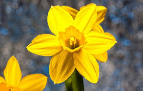 What characteristics do you think help the flowers discussed above to achieve mythic status over other flowers? Narcissus Flower Meaning Symbolism And Colors