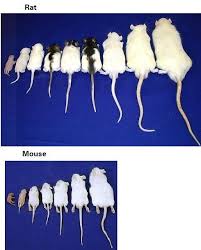 Rat Mouse Size Chart