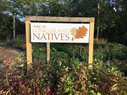 Long beach apartments for rent. Long Island Native Plant Nursery Native Plants And Trees