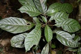 Image result for Cola greenwayi