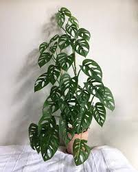 33 Stunning Indoor Decorative Plants To Bring Freshness Atmosphere Inside Plants Plants Indoor Plants