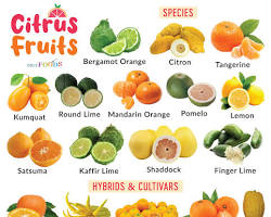 Image of Citrus fruits