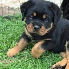 We are a small hobby kennel that is dedicated to the preservation of the true rottweiler and breed according to the akc standard. German Rottweiler Puppies For Homes Home Facebook