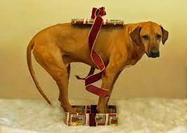 Christmas Cards Rhodesian Ridgeback Rescue Inc Dog Christmas Card Rhodesian Ridgeback Girl And Dog