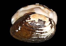 Image result for Swertia pleurogynoides