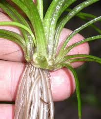 Image result for Isoetaceae