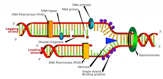 Dna Replication Structure Stages Of Replication Teachmephyiology