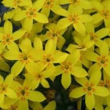 Image result for Sebaea