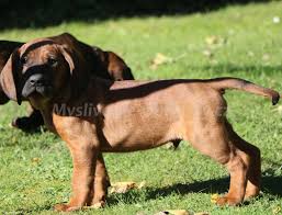 Image result for hannoverský barvář