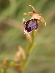 Image result for Neobolusia