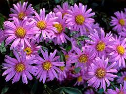 Annual Bedding Asters Provide Season Of Color Aster Flower Annual Flowers Day Lilies