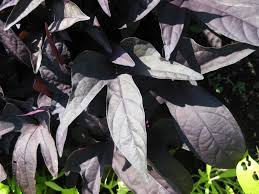 Sweet caroline raven sweet potato vine ipomoea batatas sumber : Colorful Sweet Potato Vine Rotary Botanical Gardens