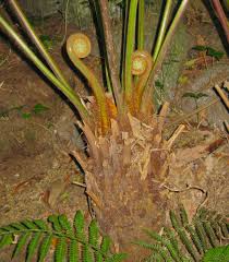 You can prune them in early spring before the new growth begins, or even when the new growth comes in. How To Look After A Tree Fern Out Of My Shed