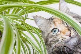 We did not find results for: Spider Plant Toxicity Will Spider Plants Hurt Cats Cat Friendly Plants Cat Plants Cat Safe Plants