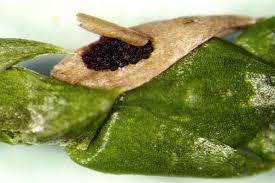 Image result for didymascella thujina