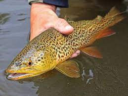 Tiger Trout Trout Fish Brook Trout
