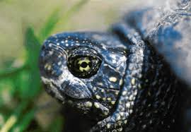 In dieser zeit brauchen sie die meisten vitamine für ihre entwicklung und ihr wachstum. Madrina Rossler Stressmanagement Power Balance