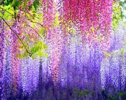 Wisteria Hysteria I Cannot Wait To Make A Flower Essence From Wisteria This Summer I Make Dosage Beautiful Flowers Wallpapers Purple Wisteria Wisteria Tree