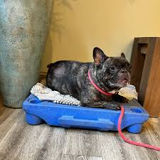 🐾🎉 Meet Larry: Our Newest Frenchie Pup! 🎉🐾 Say hello to Larry, our  adorable French Bulldog! 🐶❤️ We've shown you a glimpse of Larry in action,  but now it's time for the