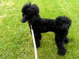 Maybe you would like to learn more about one of these? Black Standard Poodle Running Youtube