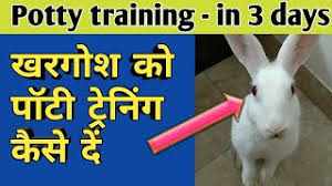 How to potty train a rabbit fast and spare yourself from the cleaning nuisance? How To Litter Train A Rabbit In Hindi Herunterladen
