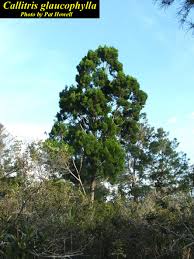 Image result for Callitris