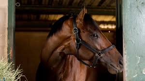 I'm with horse head, whip it like a nascar, yeah wicca phase task force (i'm kissin' styrofoam!) baby, you get what you ask for. The One Track Mind Of Kentucky Derby Favorite Game Winner