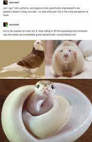 Idk Why They Are Considered Gross I M Not Sure About Snakes But Rats And Pigeons Are Very Intelligent Cute Animals Cute Baby Animals Funny Cute
