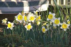 In summary, flower bulbs can fill your garden with vibrant. Midwest Gardening Determine When To Plant Your Bulbs