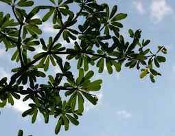 Image result for Manilkara mochisia