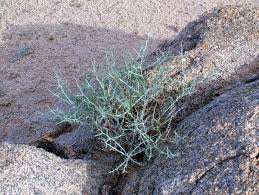 Image result for Adenolobus pechuelii